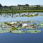 Swimming pond, Hampshire