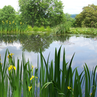 Large natural pond, St. Mary Bourne, Hampshire